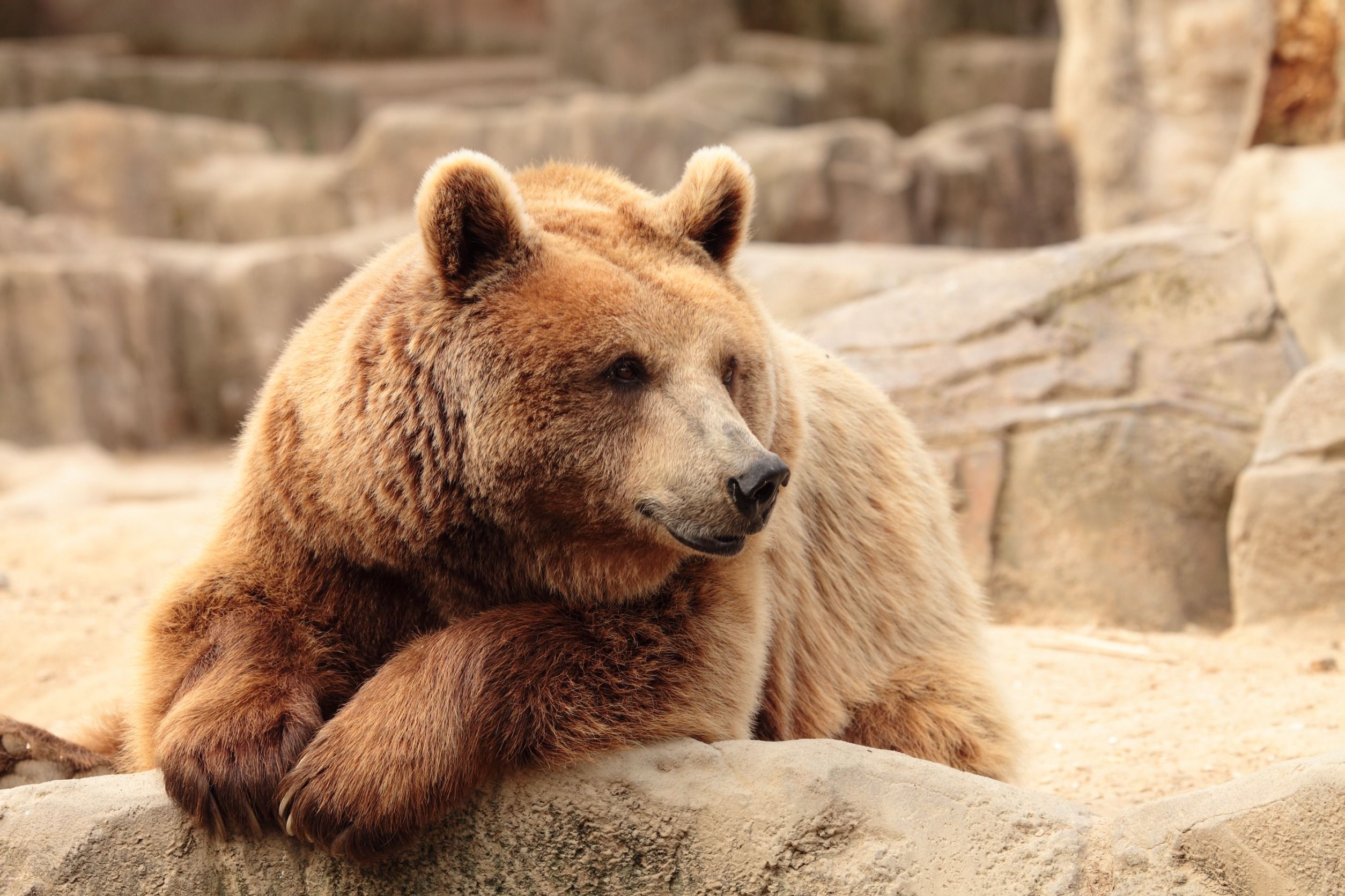 Wild Brown Bear Resting